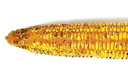 6 вкусни начини да ядат царевица на кочан