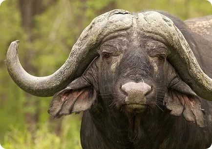 Африкански бивол (на латински: