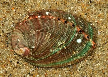 Abalone - univalv - grădini zoologice exotice animale rare și uimitoare