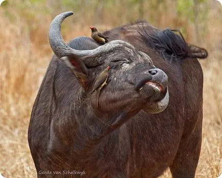 Африкански бивол (на латински: