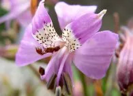 Alstroemeria преглед на сортове и отглеждане тайни