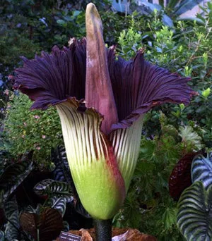 Amorphophallus характеристики на отглеждане - необичайно цвете - у дома