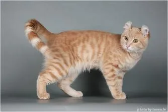 american Curl