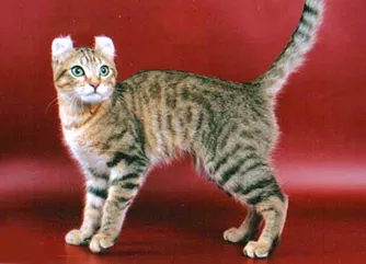 american Curl