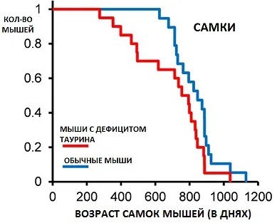 таурин Аминокиселинната удължава живота - да спре човешки застаряването