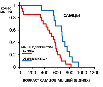 Az aminosav taurin meghosszabbítja életét -, hogy állítsa le az emberi öregedés