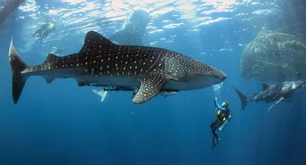 Rechinii - prădător formidabil al mărilor și oceanelor, știri fotografie