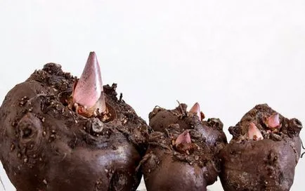 Amorphophallus характеристики на отглеждане - необичайно цвете - у дома