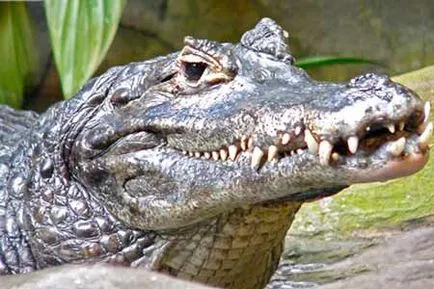 Anaconda împotriva unui crocodil