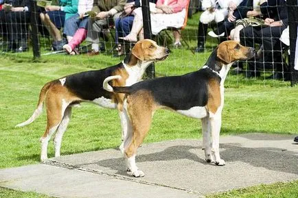 English Foxhound istorie fotografie a rasei engleză Foxhound, engleză vulpe de vânătoare anglia