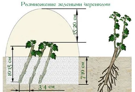 Actinidia засаждане и грижи за лечебната лозата в Сибир и Урал