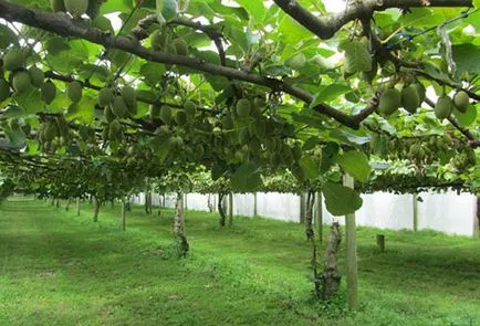 Actinidia ültetés és ellátást a gyógyító szőlő Szibériában és az Urál