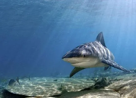 Rechinii - prădător formidabil al mărilor și oceanelor, știri fotografie