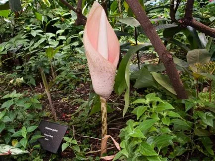 Caracteristici Amorphophallus de cultivare - o floare neobișnuit - la domiciliu