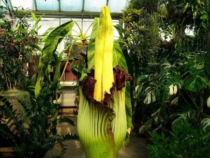 Caracteristici Amorphophallus de cultivare - o floare neobișnuit - la domiciliu