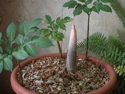 Amorphophallus характеристики на отглеждане - необичайно цвете - у дома