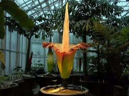 Caracteristici Amorphophallus de cultivare - o floare neobișnuit - la domiciliu