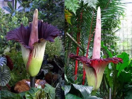 Amorphophallus характеристики на отглеждане - необичайно цвете - у дома