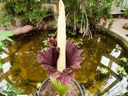 Amorphophallus характеристики на отглеждане - необичайно цвете - у дома