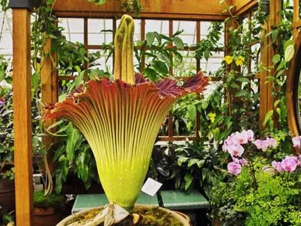 Caracteristici Amorphophallus de cultivare - o floare neobișnuit - la domiciliu