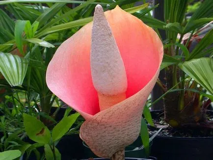 Caracteristici Amorphophallus de cultivare - o floare neobișnuit - la domiciliu