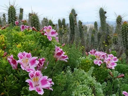 Privire de ansamblu asupra alstroemeria soiurilor și secrete de cultivare