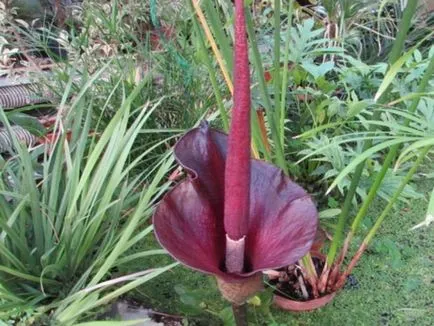 Amorphophallus характеристики на отглеждане - необичайно цвете - у дома