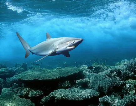 Cápák - félelmetes ragadozó a tengerek és óceánok, fotó hírek