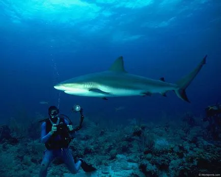 Shark, видове акули, размерът на теглото на акули, гигантски китова акула, човешки атаки, продължителност