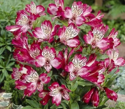 Alstroemeria преглед на сортове и отглеждане тайни