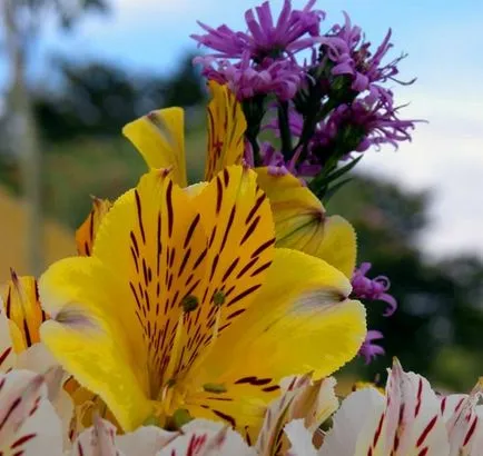 Alstroemeria преглед на сортове и отглеждане тайни