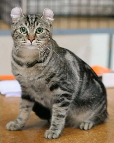 American Curl shorthair pisici rasa, poze