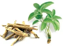 Ashwagandha (Ashwagandha) aplicare, instrucțiuni, recenzii