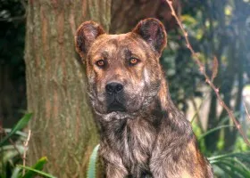 Azore Bovine Dog kau di FILA de Sen Migel