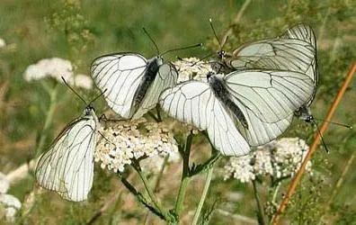 Butterfly бяла овощна пеперуда невинен, но много вредни