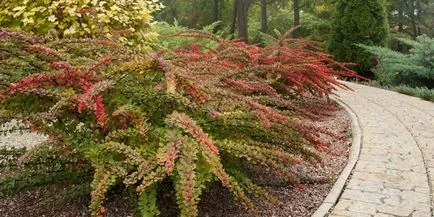 Berberis thunbergii - leírás és fajták fotók, ültetés és gondozás