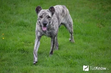 Azori Cattle Dog kau di fila de Sen Migel