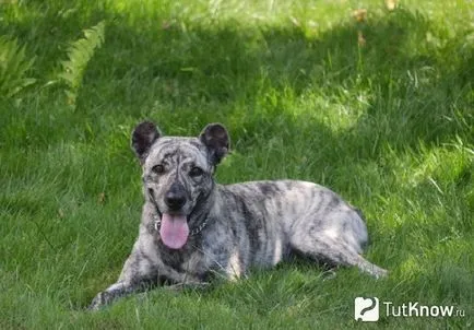 Azore Bovine Dog kau di FILA de Sen Migel