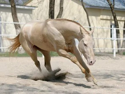 Akhal-Teke ló Izabella ruha ritka fotók és videók, leírás, genotípus