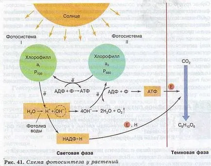 Автотрофен хранене 1