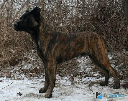 Azore Bovine Dog kau di FILA de Sen Migel