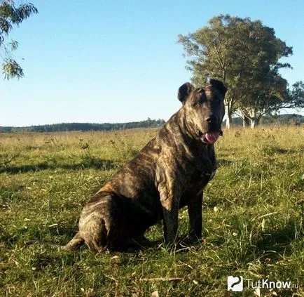 Azore Bovine Dog kau di FILA de Sen Migel