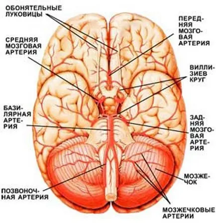 Atherosclerosis a nagy artériák (mágus) - az alsó végtagok, nyakban, agyban,