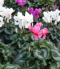 Întrebări frecvente (FAQ) despre Cyclamen