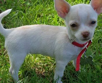 De Chihuahuas sunt diferite de alte rase mici