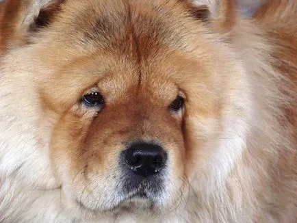 Chow Chow - un câine liznuvshaya cer, mai proaspăt - cel mai bun din ziua în care ați avea nevoie vreodată!