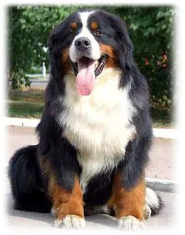 Бернски планински куче (Berner sennenhund), снимка, грижи, Shepherd заболяване