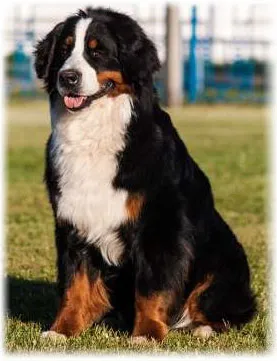 Бернски планински куче (Berner sennenhund), снимка, грижи, Shepherd заболяване