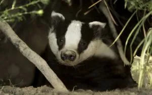 Badger - 88 képek nagyon okos és szép lakója mély lyukak