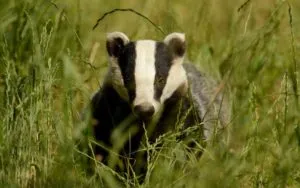 Badger - 88 fotografii sunt locuitor foarte inteligent și frumos de găuri adânci